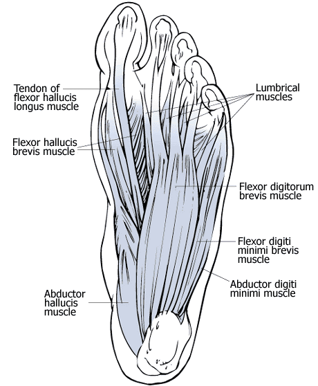 The Human Foot